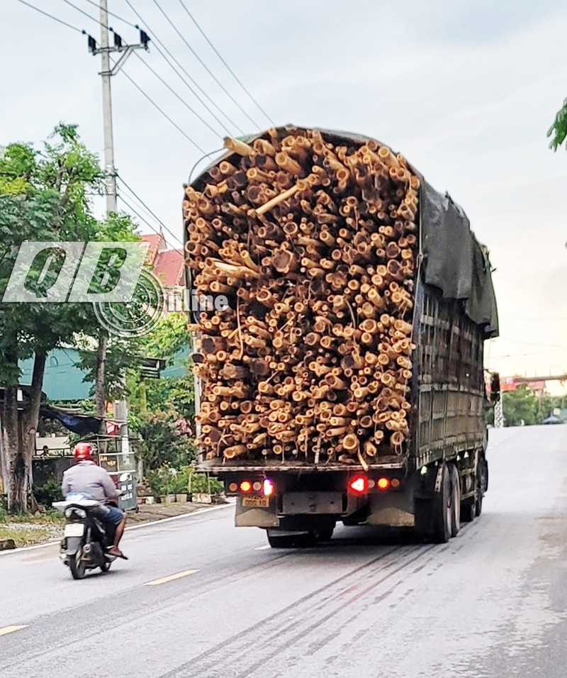 Một xe ô tô tải chở gỗ keo, tràm quá khổ, quá tải.