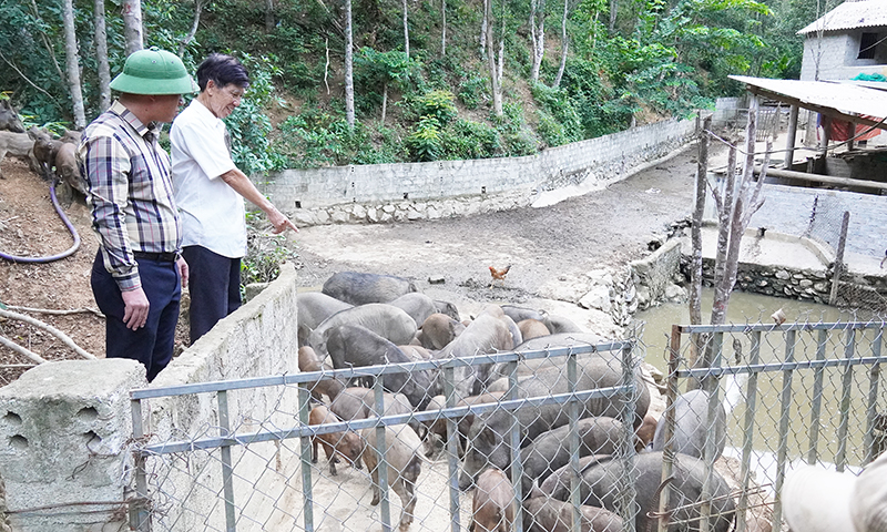 Xây dựng các vùng chăn nuôi tập trung, Tuyên Hóa kỳ vọng sẽ tạo “đòn bẩy” để ngành chăn nuôi phát triển.