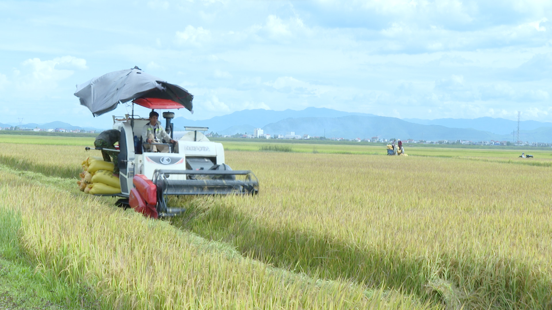 Nông dân Quảng Trạch đẩy nhanh tiến độ thu hoạch lúa hè-thu năm 2023.