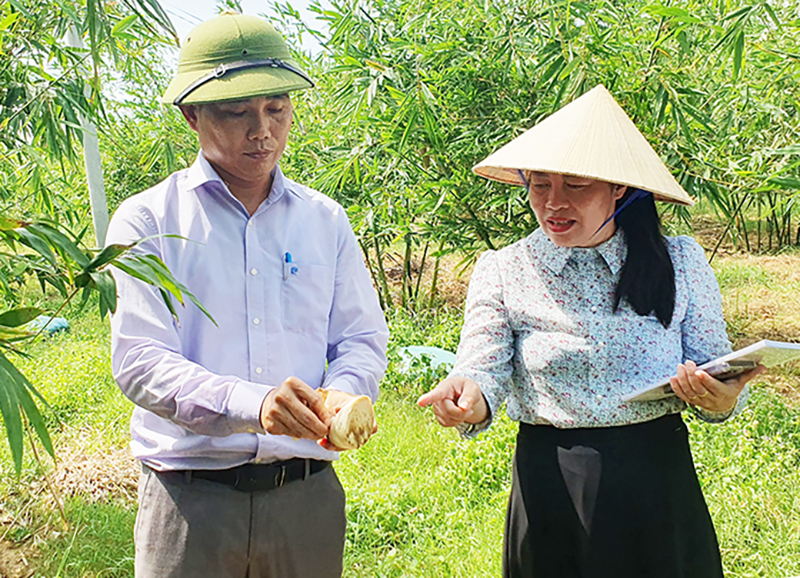 Cán bộ Khuyến nông-Khuyến ngư tỉnh kiểm tra mô hình trồng tre lục trúc lấy măng của chị Lê Thị Lan Hương.