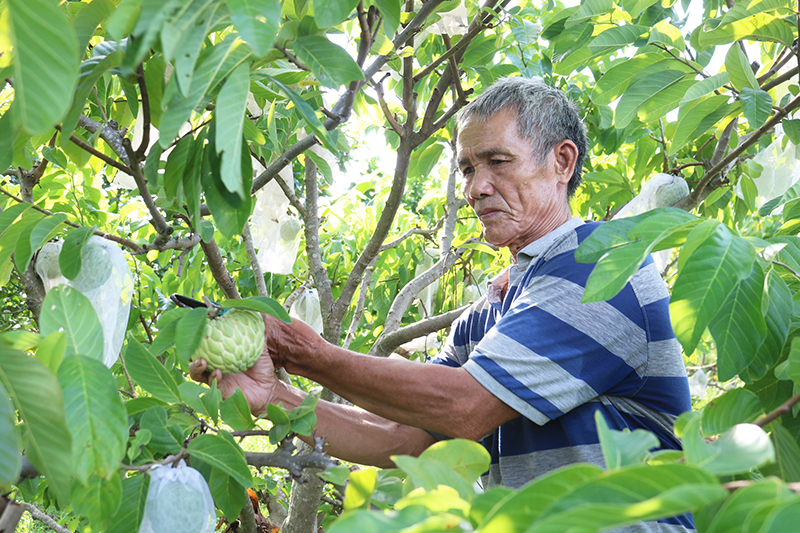 Cây na Thái mang lại thu nhập đáng kể cho ông Ngô Đình Hòa.