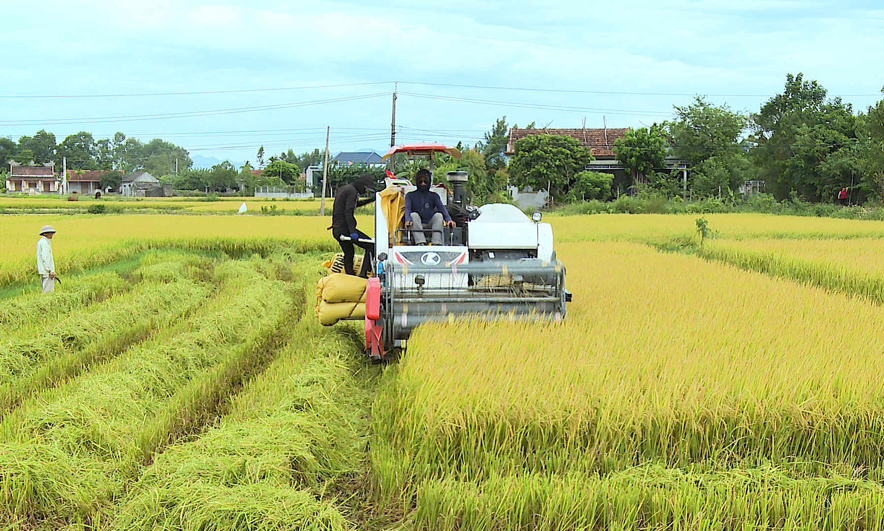 Nông dân TX. Ba Đồn thu hoạch lúa hè-thu.