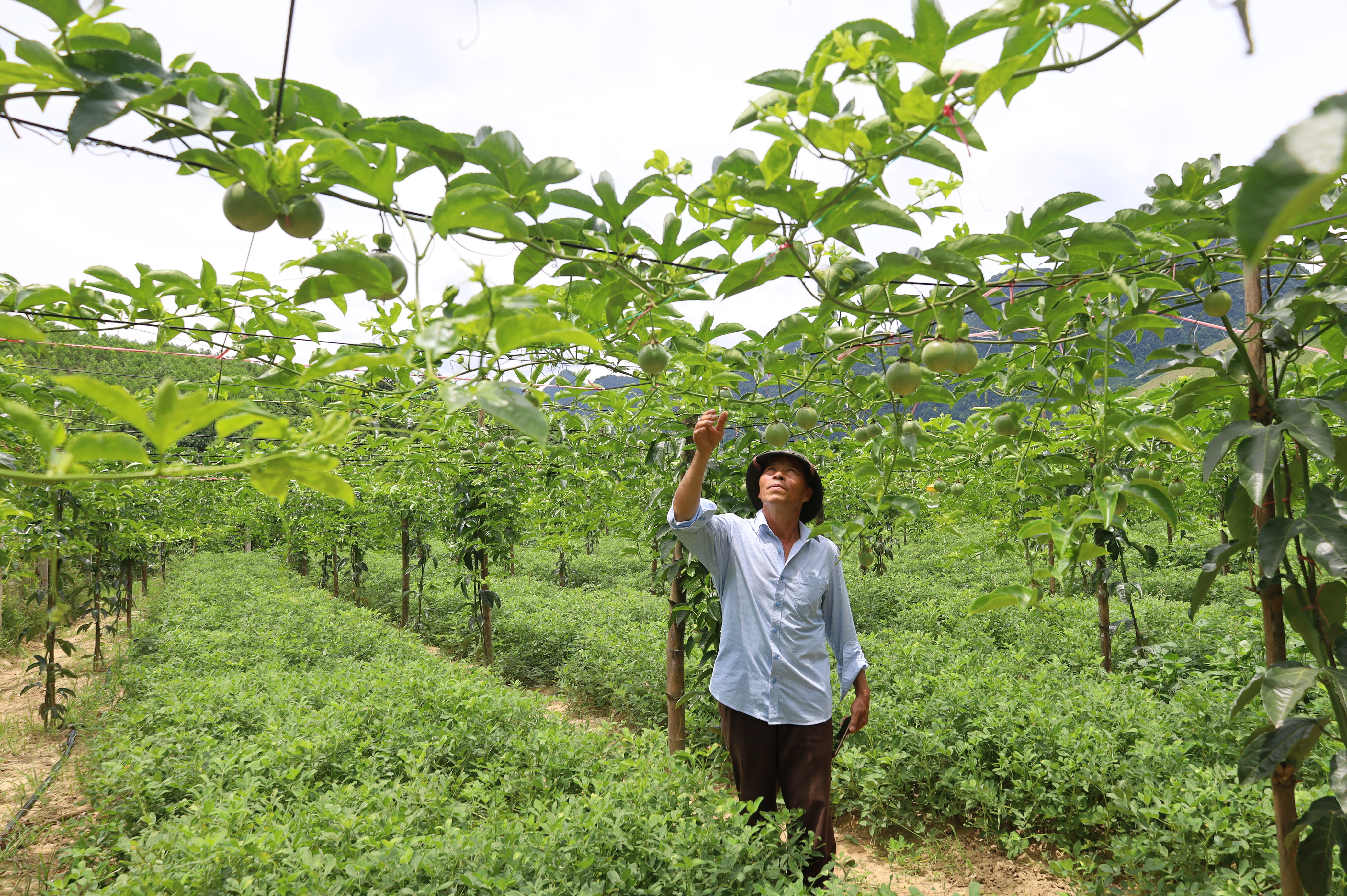 Mô hình trồng cây chanh leo xen lạc góp phần giúp người dân xã Hóa Sơn mở hướng giảm nghèo và vươn lên làm giàu hiệu quả.