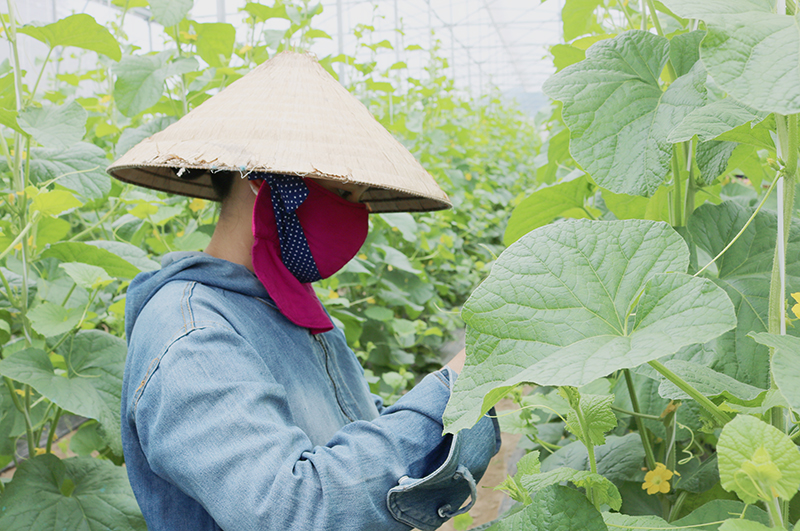 Sản xuất nông nghiệp sạch, nông nghiệp hữu cơ đang là xu hướng chuyển đổi của người dân TX. Ba Đồn.