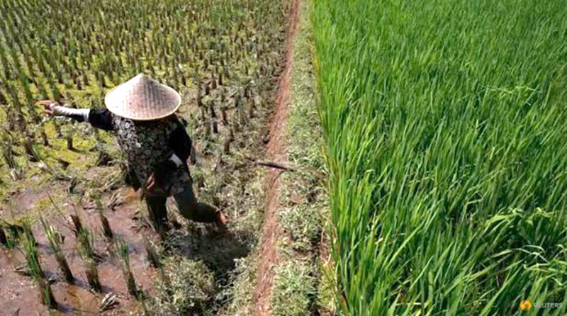  Người nông dân chăm sóc ruộng lúa tại Tây Java, Indonesia. Ảnh: Reuters