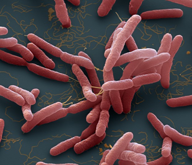 Bộ Y tế khuyến cáo cộng đồng cách phòng bệnh "vi khuẩn ăn thịt người"