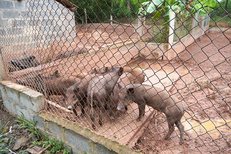 Chăn nuôi lợn rừng lại mang lại hiệu quả kinh tế cao cho gia đình anh Hùng.