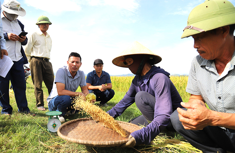 Mô hình sản xuất gắn với tiêu thụ lúa gạo theo hướng hữu cơ tại xã Quảng Phương, huyện Quảng Trạch, đạt hiệu quả cao.