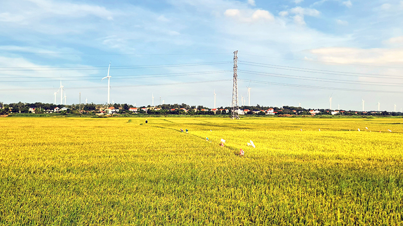 Năng suất lúa vụ hè-thu trên địa bàn huyện Quảng Ninh đạt 55-56 tạ/ha.