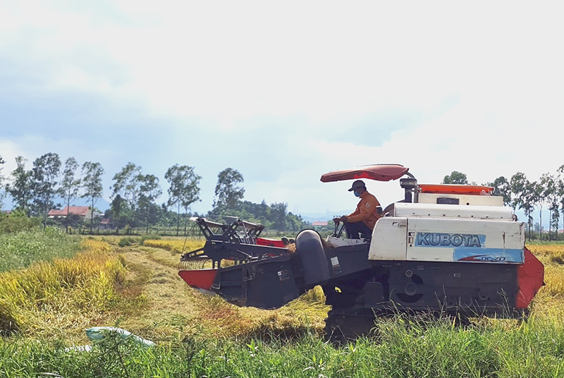 Nông dân huyện Quảng Ninh thu hoạch lúa vụ hè-thu.