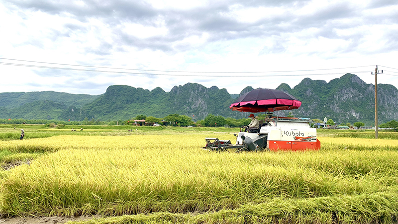 Nông dân nhiều địa phương trên địa bàn huyện Tuyên Hóa thu hoạch lúa.