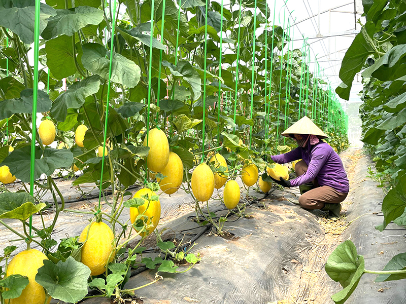 Mô hình nhà màng ứng dụng công nghệ cao của Hợp tác xã Sản xuất và dịch vụ nông nghiệp sạch Hưng Loan (xã Quảng Hưng, Quảng Trạch).