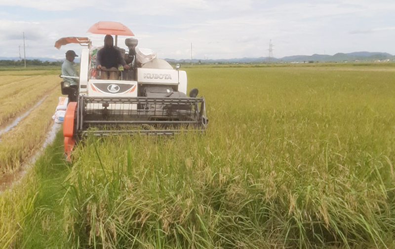 Lúa hè-thu 2023 trên địa bàn huyện Bố Trạch có năng suất, giá thành cao.