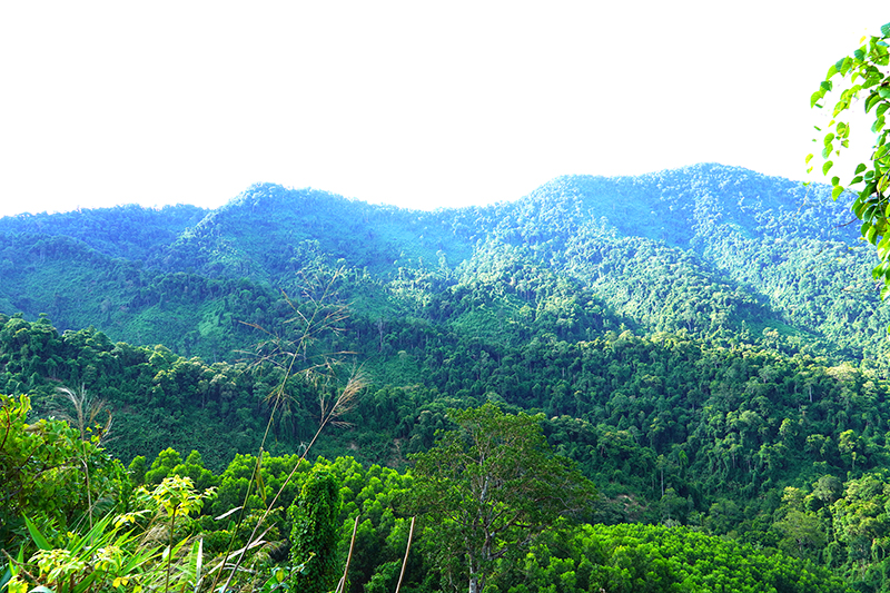 Với “thế trận” toàn dân giữ rừng, rừng trên địa bàn huyện Quảng Ninh được bảo vệ tốt hơn.