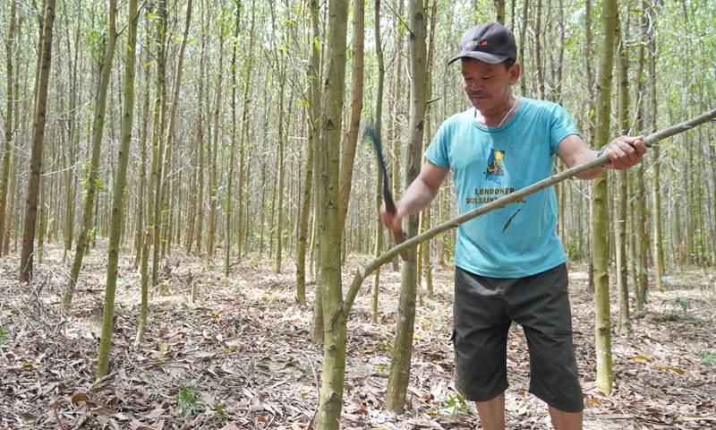 Ông Hồ Văn Thảo chăm sóc rừng keo của gia đình.