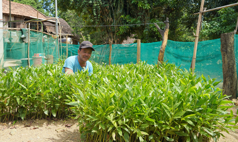 Ông Hồ Văn Thảo chuẩn bị cây giống cho vụ trồng rừng mới.