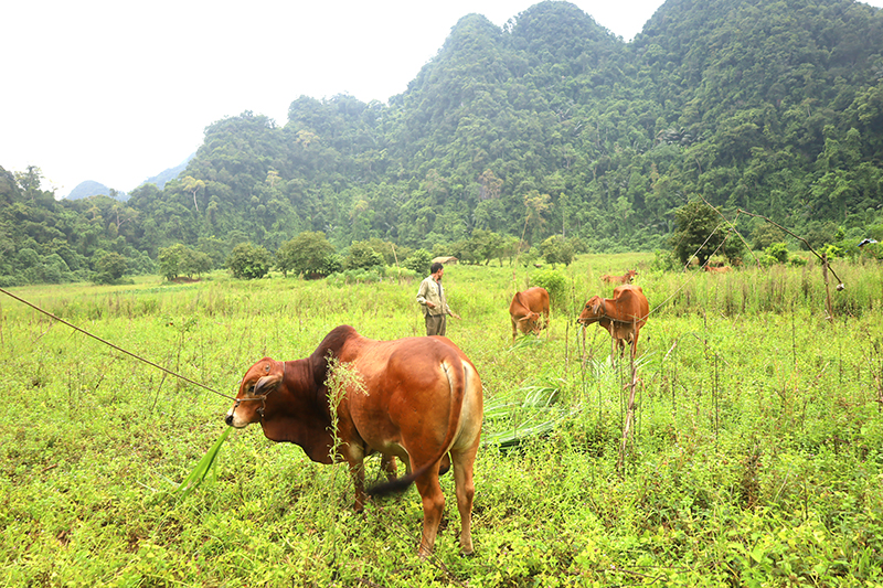 Đàn bò của lão nông Đinh Sơn Tình nuôi ở thung lũng Tà Vờng.