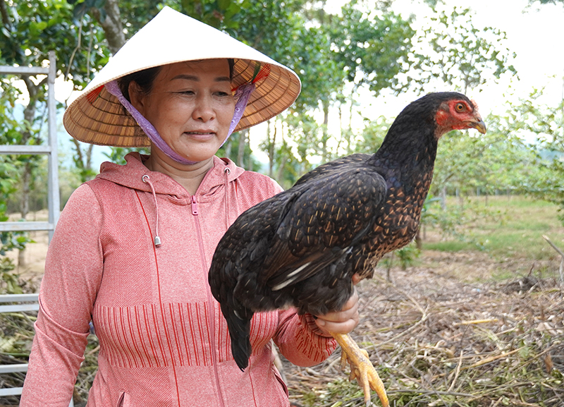Nông dân nuôi gà đồi Tuyên Hóa nhưng phải nhập gà giống trôi nổi.