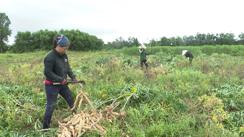 Nông dân Bố Trạch tập trung ra đồng thu hoạch sắn tại những vùng thấp trũng.