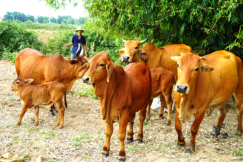  Từ vốn vay của PGD NHCSXH huyện, gia đình anh Phan Trọng Thoán đã thoát nghèo, vươn lên thành hộ khá giả.