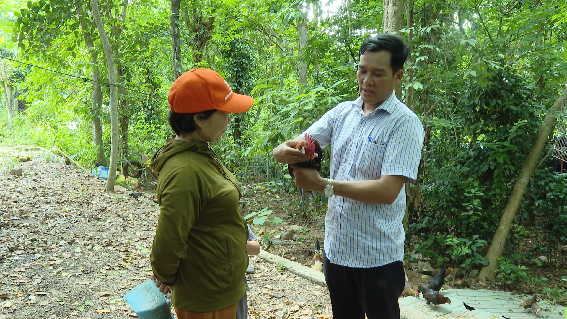 Mô hình nuôi gà rừng của gia đình bà Nguyễn Thị Liên ở Quảng Hợp hứa hẹn mang lại hiệu quả kinh tế cao. 