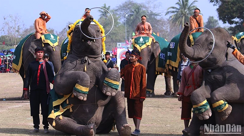  Lễ hội voi tỉnh Sayaboury (Lào) là một trong những hoạt động thường niên thu hút đông đảo du khách. (Ảnh: Trịnh Dũng)