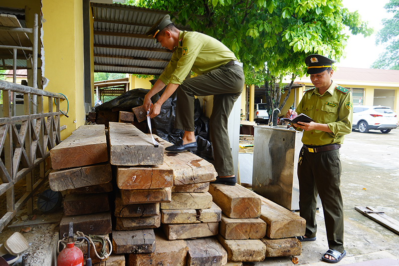 Lâm sản trong các vụ vị phạm được thu giữ, đưa về trụ sở Đội Kiểm lâm cơ động và PCCCR số 1.