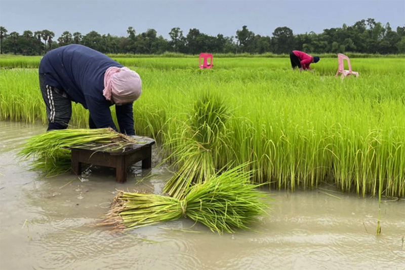  Dự kiến, sẽ có khoảng 2,7 triệu nông dân Thái Lan đủ điều kiện tham gia chương trình hoãn nợ của Chính phủ. (Ảnh: Bưu điện Bangkok)