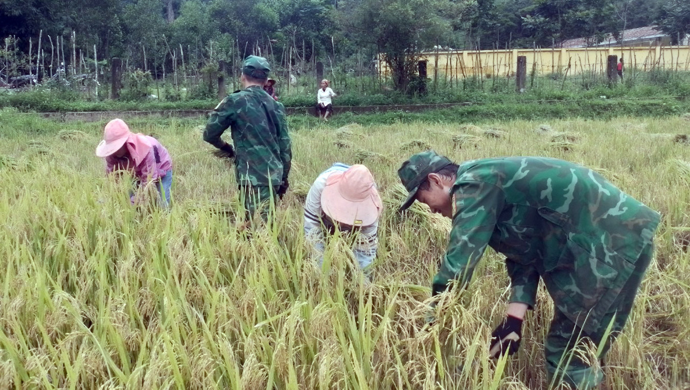 Trên 20 lượt cán bộ, chiến sĩ Đồn Biên phòng Cà Xèng giúp đồng bào thu hoạch lúa