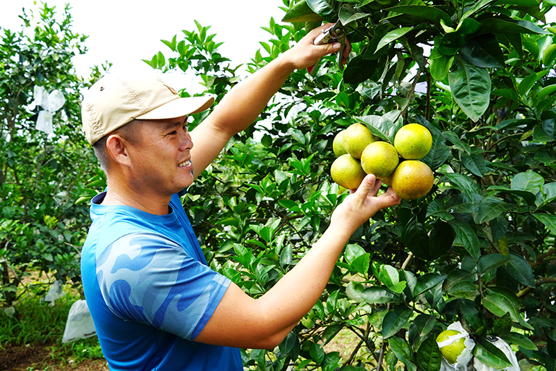 Cam ngon Trường Thủy