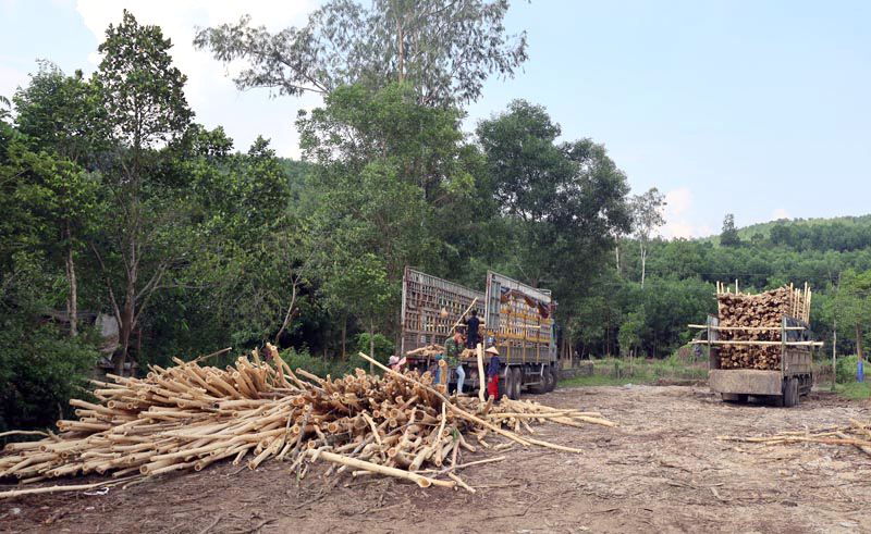 Sản lượng khai thác gỗ rừng trồng đạt trên 60.000m3