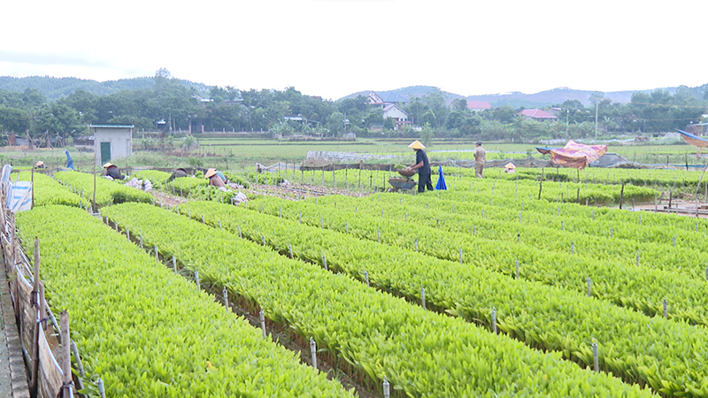 Quảng Trạch: Bảo đảm cung ứng nguồn giống cho vụ trồng rừng mới