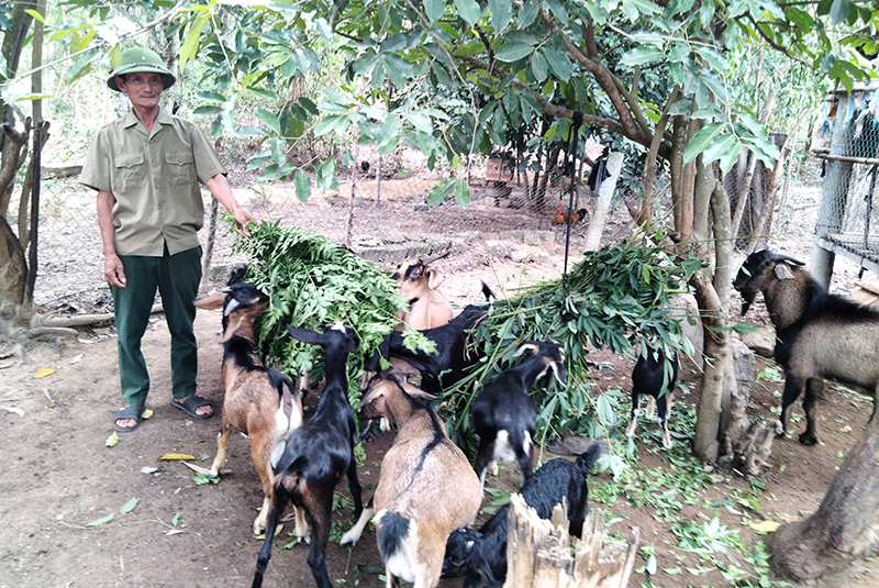 Từ nguồn vốn vay ưu đãi, gia đình ông Nguyễn Xuân Lễ, xã Quảng Châu đã phát triển mô hình chăn nuôi tổng hợp.