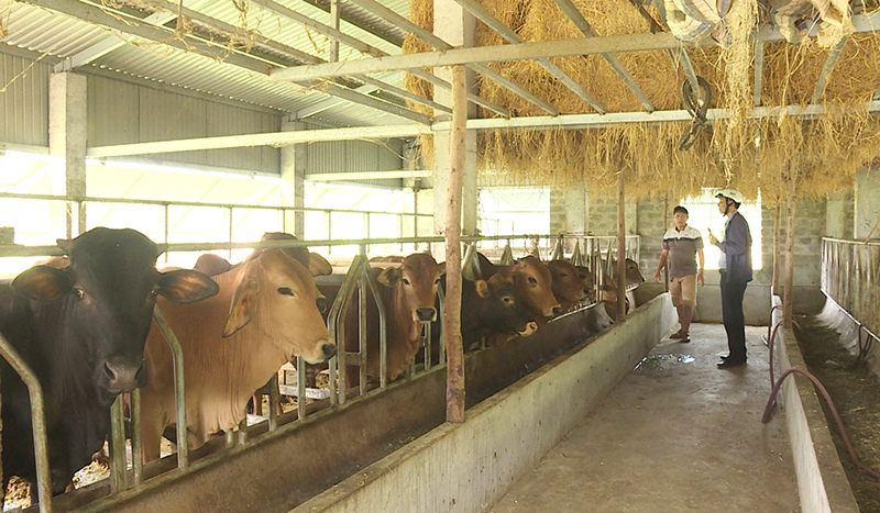 Nhiều giống bò năng suất, chất lượng cao được đưa vào chăn nuôi trên địa bàn huyện Bố Trạch.