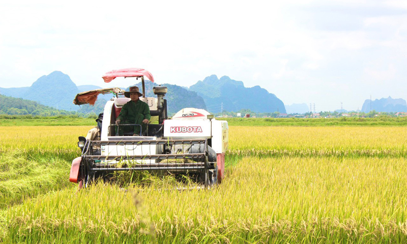 Nông dân thu hoạch lúa hữu cơ trên cánh đồng Tiên Phan (xã Quảng Tiên, TX. Ba Đồn).