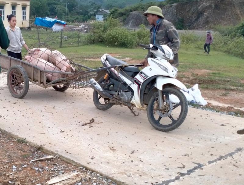 Dịch tả lợn Châu Phi và dịch tai xanh đang bùng phát tại xã Hóa Sơn