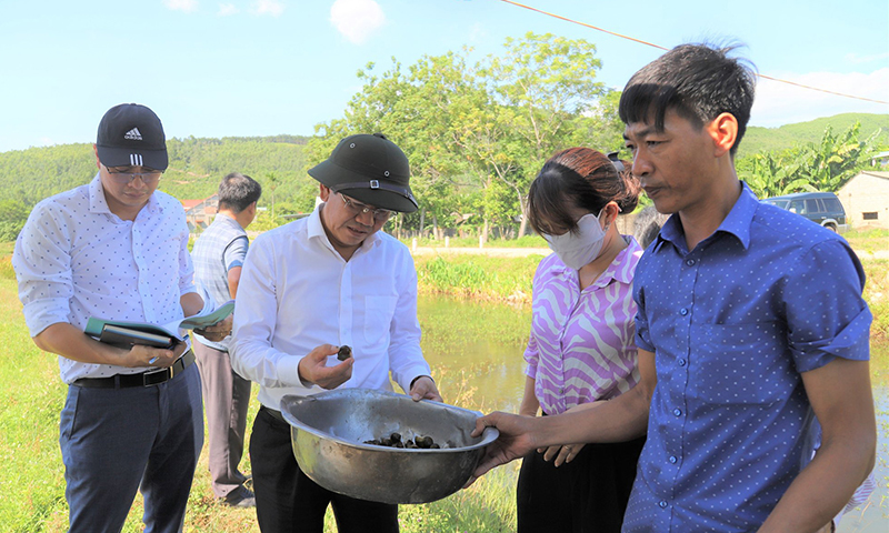 Sau 5 tháng nuôi, ốc bươu đen đã cho thu hoạch.