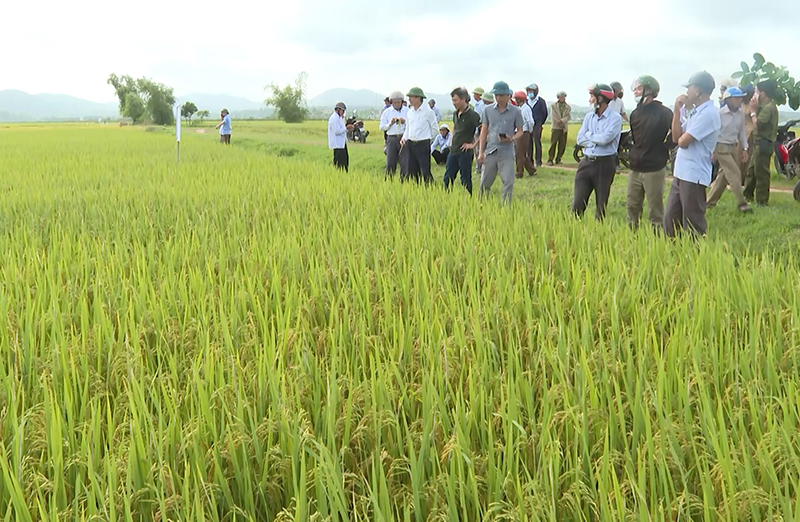 Tổ chức hội nghị đầu bờ, đánh giá kết quảmô hình liên kết sản xuất giống lúa HC4 tại xã Quảng Lưu.