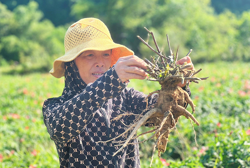Sâm Bố Chính được thu hoạch sau 8 tháng trồng tại xã Trường Sơn (Quảng Ninh).
