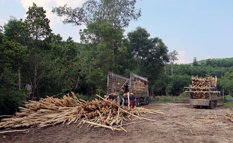 Người dân khai thác gỗ rừng trồng.