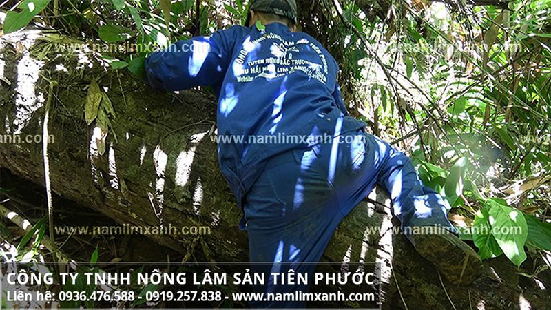 Thợ Công ty Nông lâm sản Tiên Phước hái nấm lim xanh trong rừng.