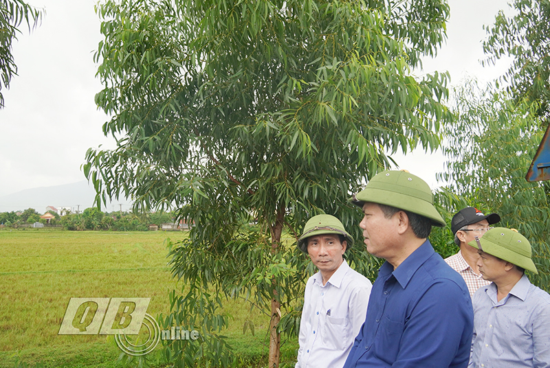 Đồng chí Chủ tịch UBND tỉnh Trần Thắng kiểm tra khu tái định cư phục vụ dự án Đường ven biển và cầu Nhật lệ 3 tại xã Quảng Tùng, huyện Quảng Trạch.