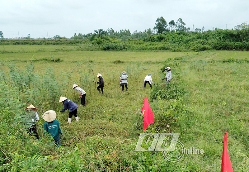 Hội Nông dân xã Tân Ninh (Quảng Ninh) ra quân diệt cây mai dương, bảo vệ đồng ruộng.