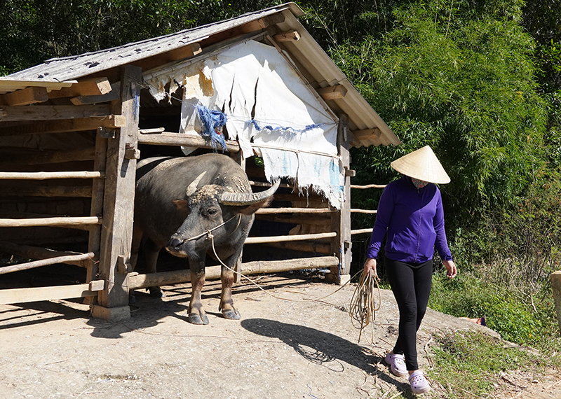 Chăn nuôi gia súc tập trung ở Tân Hóa đang là hình mẫu.