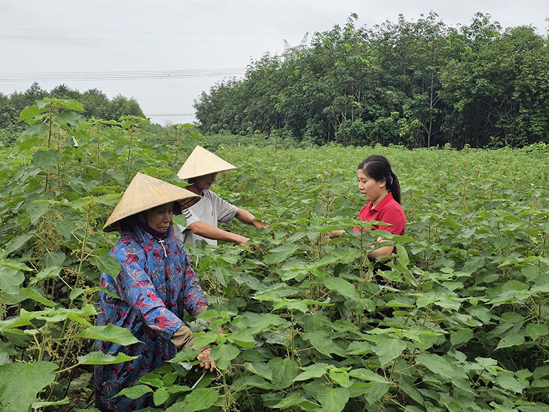 Vùng nguyên liệu cây gai trồng thử nghiệm của HTX Nông nghiệp Số Quảng Bình ở huyện Bố Trạch.