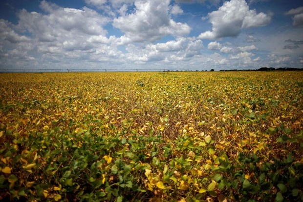 Cánh đồng đậu nành tại một trang trại ở Luziania, bang Goias, Brazil. (Ảnh: Reuters)