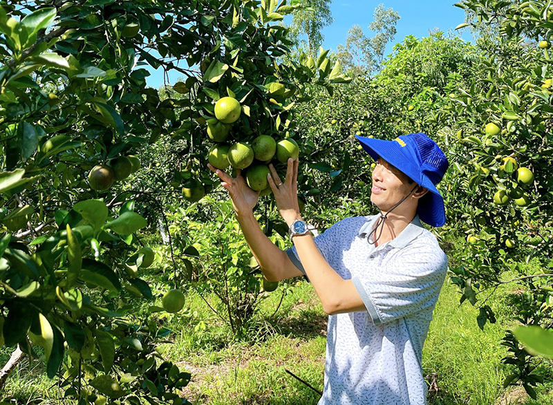 Cây ăn quả mang lại hiệu quả kinh tế cao ở vùng đồi huyện Quảng Ninh.