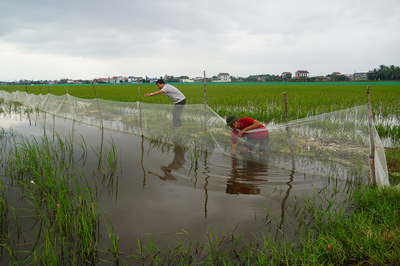 Người dân xã Tân Thủy kiểm tra lưới trên ruộng nuôi cá “vụ ba”.