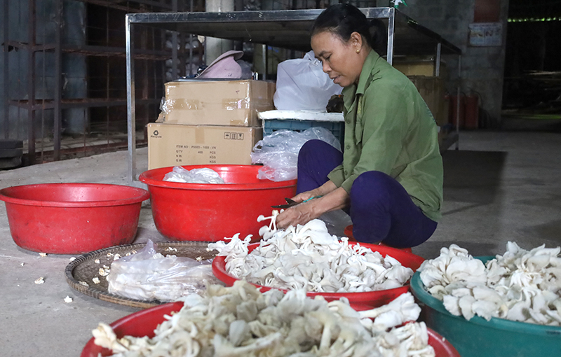 HTX Sản xuất nấm sạch và kinh doanh nông nghiệp Tuấn Linh tạo việc làm cho nhiều lao động nữ.