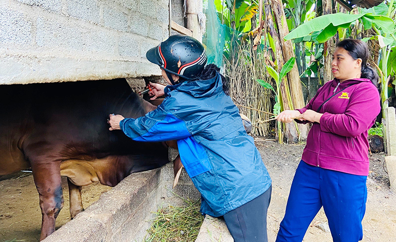 Tỷ lệ đàn gia súc, gia cầm được tiêm vắc xin phòng bệnh trên địa bàn huyện Tuyên Hóa đạt thấp.